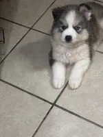 Loki, a male Siberian Husky and Miniature Australian Shepherd for sale in Rogersville, TN – Photo 4 of 6