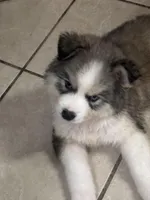 Loki, a male Siberian Husky and Miniature Australian Shepherd for sale in Rogersville, TN – Photo 1 of 6