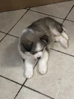 Loki, a male Siberian Husky and Miniature Australian Shepherd for sale in Rogersville, TN – Photo 6 of 6