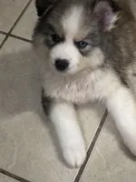 Loki, a male Siberian Husky and Miniature Australian Shepherd for sale in Rogersville, TN – Photo 2 of 6