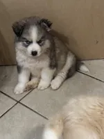 Loki, a male Siberian Husky and Miniature Australian Shepherd for sale in Rogersville, TN – Photo 3 of 6