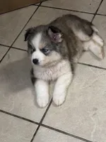 Loki, a male Siberian Husky and Miniature Australian Shepherd for sale in Rogersville, TN – Photo 5 of 6