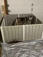 Rain, a female Siberian Husky for sale in Rogersville, TN – 2 of 3