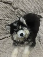 Glacier, a female Siberian Husky for sale in Rogersville, TN – 2 of 10
