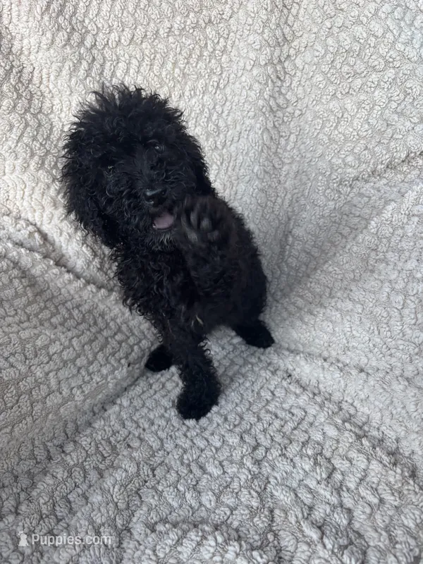 Shadow  – Bernedoodle puppy for sale in Rogersville, TN