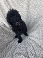 Shadow , a male Bernedoodle for sale in Rogersville, TN – 1 of 5
