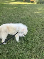 Frost, a male Pomsky for sale in Rogersville, TN – 3 of 6
