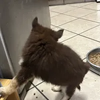 Kora, a female Pomsky for sale in Rogersville, TN – Photo 8 of 8