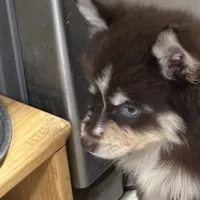 Kora, a female Pomsky for sale in Rogersville, TN – Photo 2 of 8