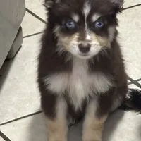 Kora, a female Pomsky for sale in Rogersville, TN – Photo 1 of 8