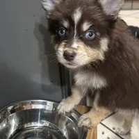 Kora, a female Pomsky for sale in Rogersville, TN – Photo 7 of 8