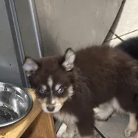 Kora, a female Pomsky for sale in Rogersville, TN – Photo 4 of 8