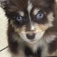 Kora, a female Pomsky for sale in Rogersville, TN – Photo 6 of 8