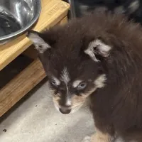 Kora, a female Pomsky for sale in Rogersville, TN – Photo 5 of 8