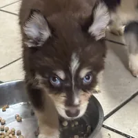 Kora, a female Pomsky for sale in Rogersville, TN – Photo 3 of 8