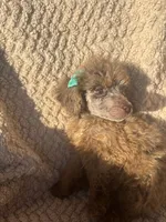 Baby, a female Poodle - Standard  for sale in Rogersville, TN – 8 of 10