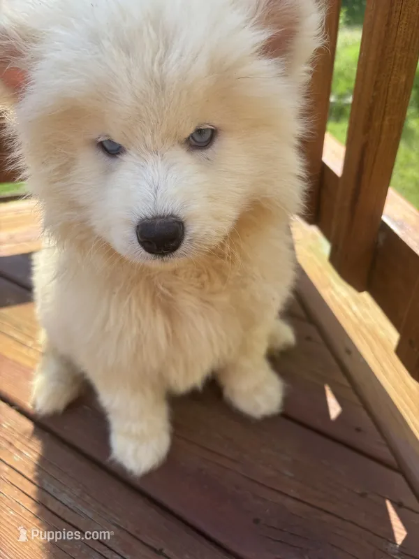 Aspen – Siberian Husky puppy for sale in Rogersville, TN