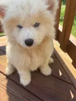 Aspen, a male Siberian Husky for sale in Rogersville, TN – 1 of 10