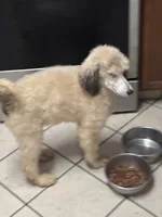 Sabrina, a female Poodle - Standard  for sale in Rogersville, TN – 7 of 8