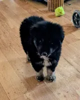 Bear, a male Miniature Australian Shepherd for sale in Rogersville, TN – 3 of 3