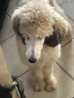Sabrina, a female Poodle - Standard  for sale in Rogersville, TN – 1 of 8
