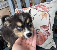 Jethro, a male Miniature Australian Shepherd and Pomsky for sale in Rogersville, TN – 1 of 4