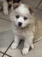 Hela, a female Siberian Husky and Miniature Australian Shepherd for sale in Rogersville, TN – Photo 1 of 5