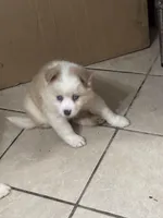 Hela, a female Siberian Husky and Miniature Australian Shepherd for sale in Rogersville, TN – Photo 4 of 5