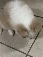 Hela, a female Siberian Husky and Miniature Australian Shepherd for sale in Rogersville, TN – Photo 5 of 5