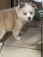 Hela, a female Siberian Husky and Miniature Australian Shepherd for sale in Rogersville, TN – Photo 2 of 5