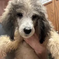 Sabrina, a female Poodle - Standard  for sale in Rogersville, TN – Photo 5 of 6