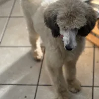 Sabrina, a female Poodle - Standard  for sale in Rogersville, TN – Photo 2 of 6