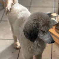 Sabrina, a female Poodle - Standard  for sale in Rogersville, TN – Photo 1 of 6