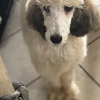 Sabrina, a female Poodle - Standard  for sale in Rogersville, TN – Photo 4 of 6