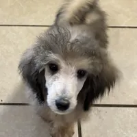 Sabrina, a female Poodle - Standard  for sale in Rogersville, TN – Photo 6 of 6