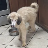 Sabrina, a female Poodle - Standard  for sale in Rogersville, TN – Photo 3 of 6