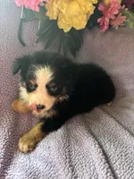 Tequila, a male Miniature Australian Shepherd for sale in Rogersville, TN – 4 of 9