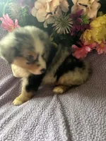 Patron, a male Miniature Australian Shepherd for sale in Rogersville, TN – 10 of 10