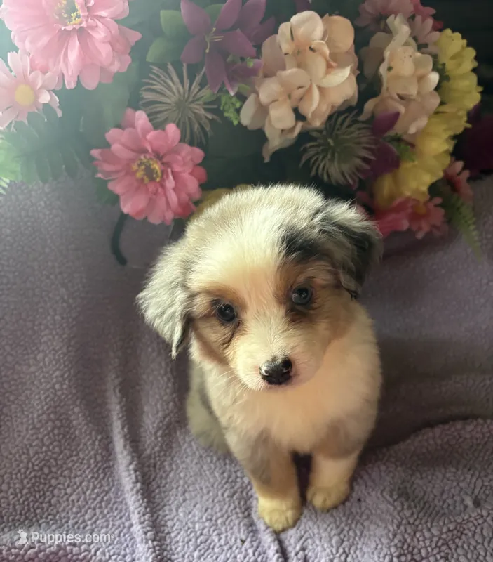 Cuervo – Miniature Australian Shepherd puppy for sale in Rogersville, TN