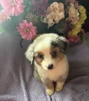 Cuervo, a female Miniature Australian Shepherd for sale in Rogersville, TN – 1 of 8