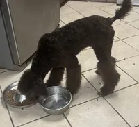 Diva, a female Poodle - Standard  for sale in Rogersville, TN – 3 of 7