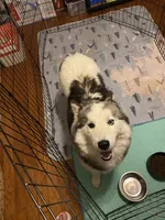 Sophie, a female Siberian Husky for sale in Rogersville, TN – 7 of 8