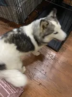 Sophie, a female Siberian Husky for sale in Rogersville, TN – 5 of 8