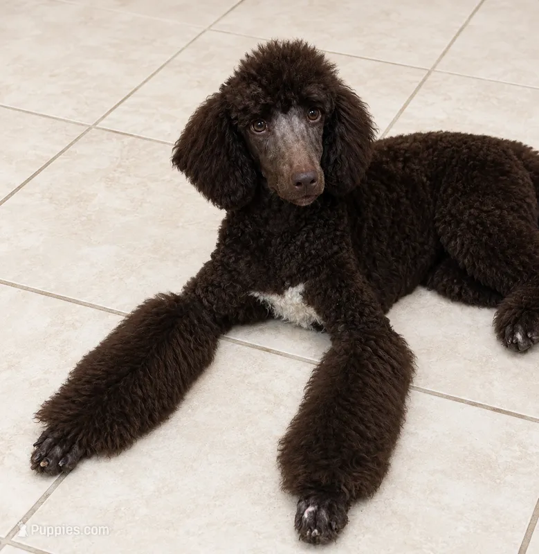 Diva – Poodle - Standard  puppy for sale in Rogersville, TN
