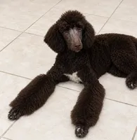 Diva, a female Poodle - Standard  for sale in Rogersville, TN – 1 of 7