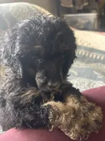 Eros, a male Poodle - Standard  for sale in Rogersville, TN – Photo 2 of 8