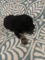 Eros, a male Poodle - Standard  for sale in Rogersville, TN – Photo 7 of 8