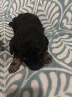 Eros, a male Poodle - Standard  for sale in Rogersville, TN – Photo 5 of 8