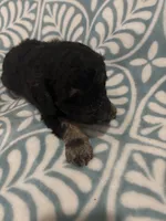 Eros, a male Poodle - Standard  for sale in Rogersville, TN – Photo 6 of 8