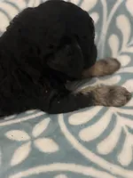 Eros, a male Poodle - Standard  for sale in Rogersville, TN – Photo 3 of 8